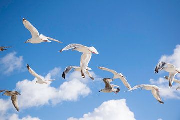 Vliegende meeuwen in blauwe lucht en met witte wolken, zomer aan de nederlandse kust van Marjolein Hameleers