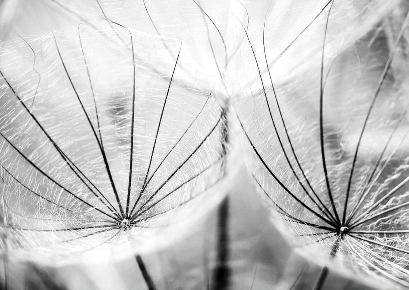 Pusteblumen Schirmchen schwarzweiß von Julia Delgado