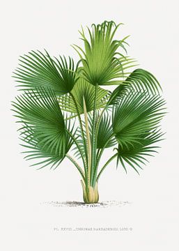 Palmplant | Thrinax Barbadensis van Peter Balan