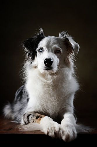 Australian Shepherd