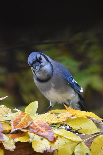 A blue jay at the feeder by Claude Laprise