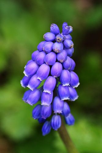 Traubenhyazinthe