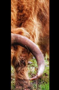 Schottische Highlander "Mess with the Bull"
