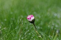 Een enkel madeliefje in het gras