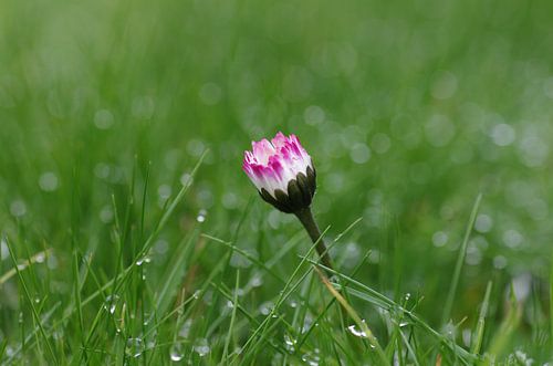 Een enkel madeliefje in het gras