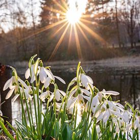 Sneeuwklokjes bij een vijver bij zonsondergang met zonster in de lente verticaal van Animaflora PicsStock