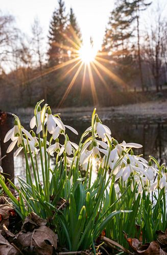 Schneeglöckchen an einem Teich bei Sonnenuntergang mit Sonnenstern im Frühling vertical