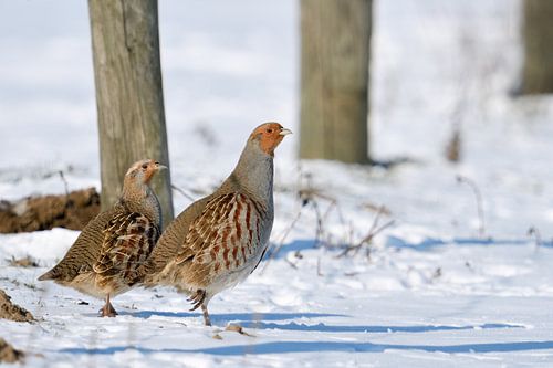 elegant... Partridge *Perdix perdix*, pair in the snow by wunderbare Erde