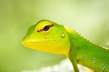 Oriental Garden Lizard (leech) by Hans Debruyne