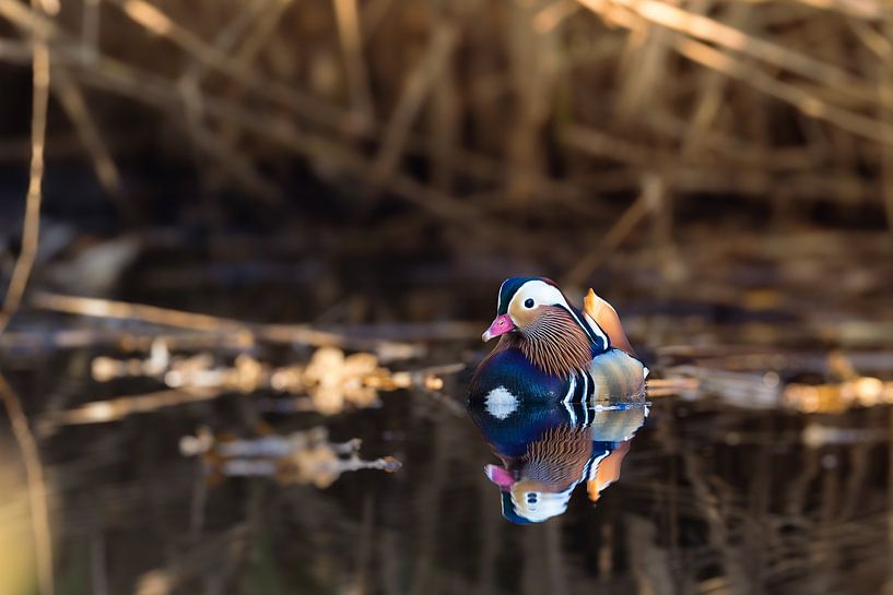 Reflet dans les plumes par van Veen Allround Photography