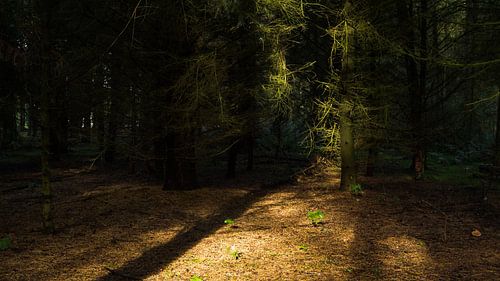Licht