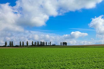 "Windows" sur Elly Damen