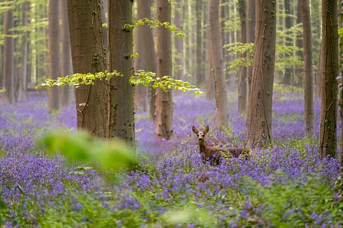 's Morgensvroeg, het Hallerbos met  boshyacinten