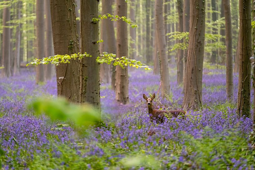 Morgen, der Haller Wald mit Waldhyazinthen von Annemieke Klijn