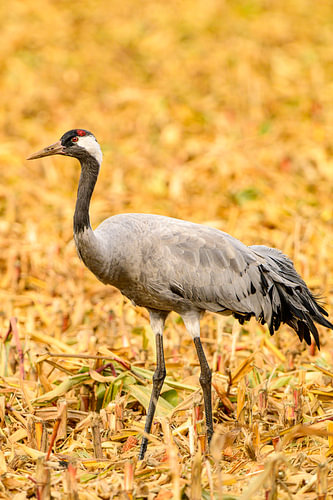 Crane bird resting and feeding in a field during autumn migration