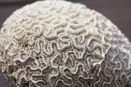 Coral by Marianne van den Bogaerdt