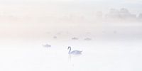 Zwanen in de mist
