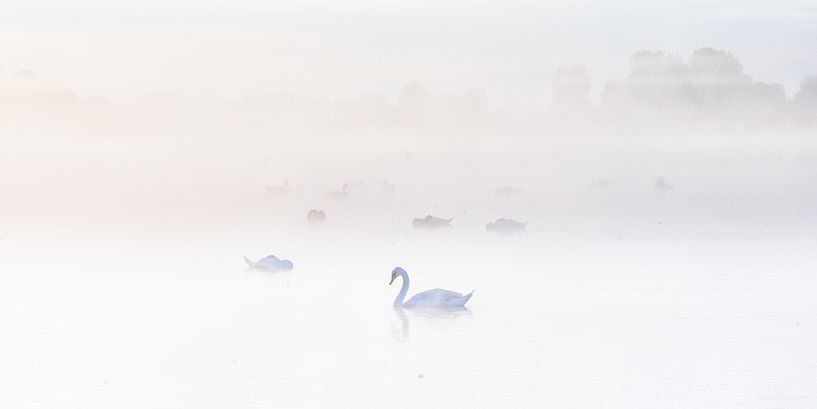 Zwanen in de mist van Jenco van Zalk