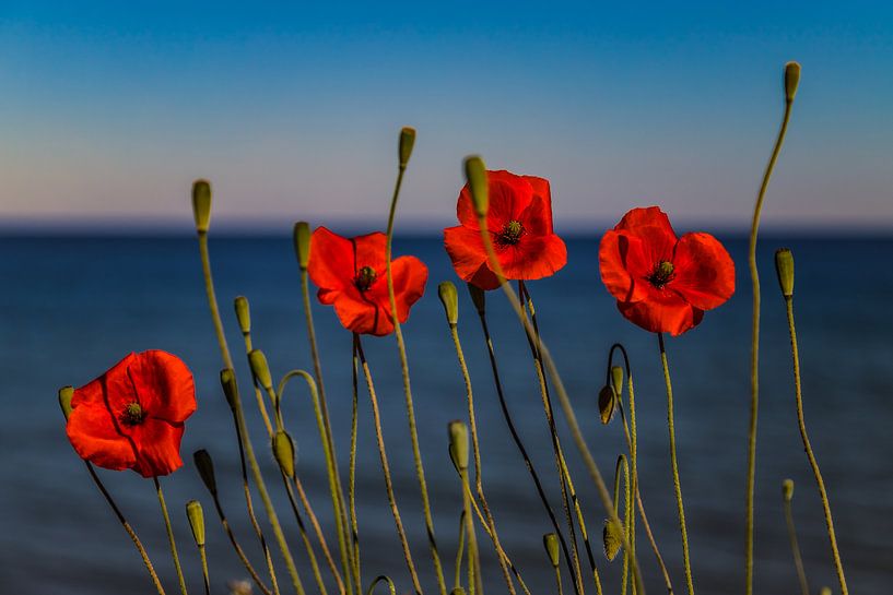 Coquelicots par Marcus Lanz