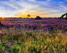 heathland at sunrise by leon brouwer