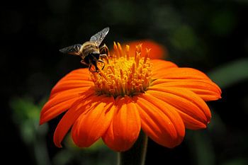 Schwebfliege auf einer orangefarbenen Blume