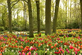 Keukenhof series - in full bloom