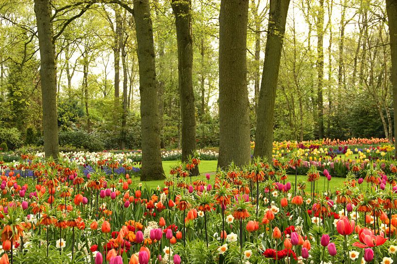 Keukenhof-Serie - in voller Blütezeit von Wilma Overwijn