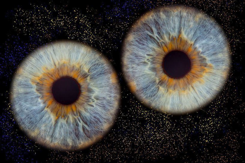 Schwertlilien Berlinda von @Unique