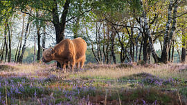 Hochlandrind auf der Terletse Heide, Veluwe von Bart Wilmer