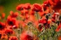 Mohnblumen
