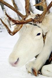 weisses Rentier by Wiltrud Schwantz