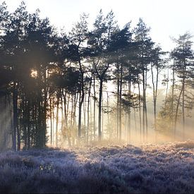 Waldpanorama II von Maayke Klaver