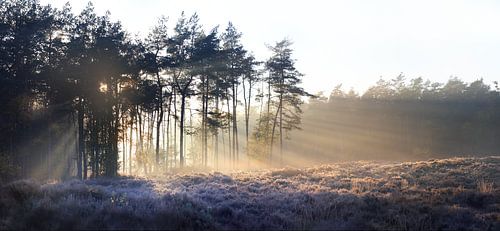 Forest panorama II by Maayke Klaver