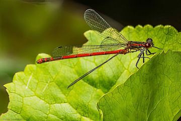 demoiselle rouge sur Peter Smeekens