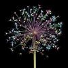 Allium-Feuerwerk! von Klaartje Majoor