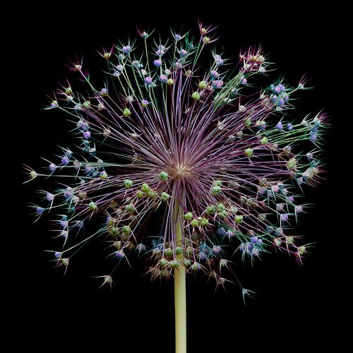 Allium fireworks!