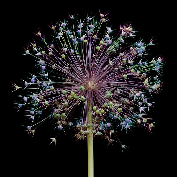 Allium fireworks! van Klaartje Majoor