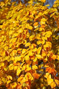Bunt verfärbtes Herbstlaub an an einer Buche