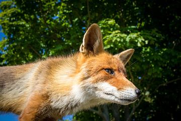 Rode vos met bijzonder perspectief van Marcel Alsemgeest