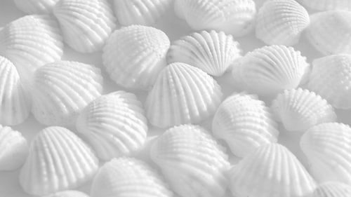 White shells