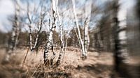 Dreamy birch trees by Ruben Terlouw thumbnail
