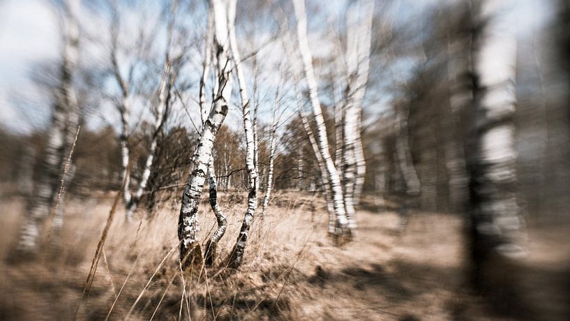 Dreamy birch trees by Ruben Terlouw