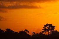 Silhouet dennenbomen met een oranje lucht