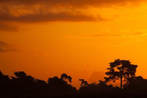 Silhouet dennenbomen met een oranje lucht