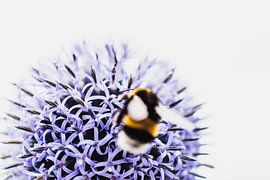 Blume und Biene von Stephanie Verbeure