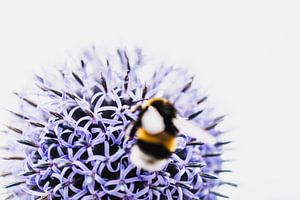 Bloem en bij van Stephanie Verbeure