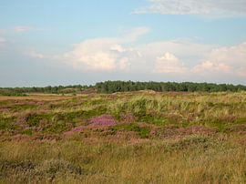 Sfeervol heidelandschap aan de kust bij Emmerlev, Denemarken 1 van Helmut Martin - The Art of Stone - Steinkunst & Photographie
