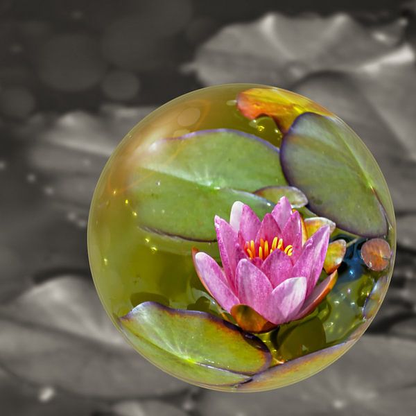 En boule de verre - Nénuphar par Christine Nöhmeier