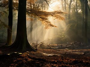 Herbstwald