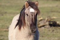 Konik horse Wild horse 